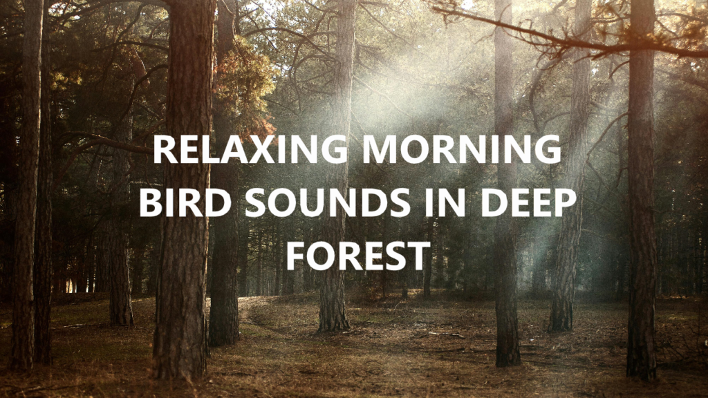 relaxing morning birds sounds in deep forest