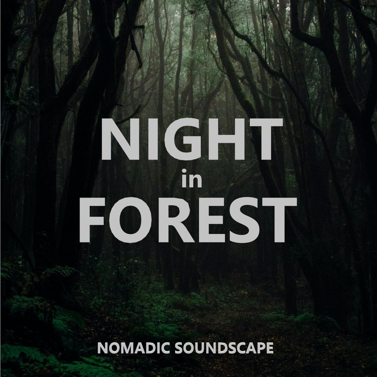 Night in Forest album